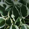 Hosta patriot - Abriachan Nurseries